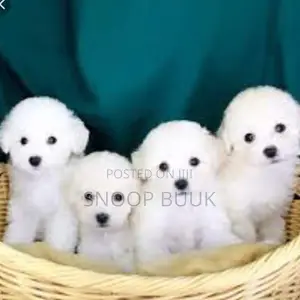 1-3 months Male Purebred Poodle