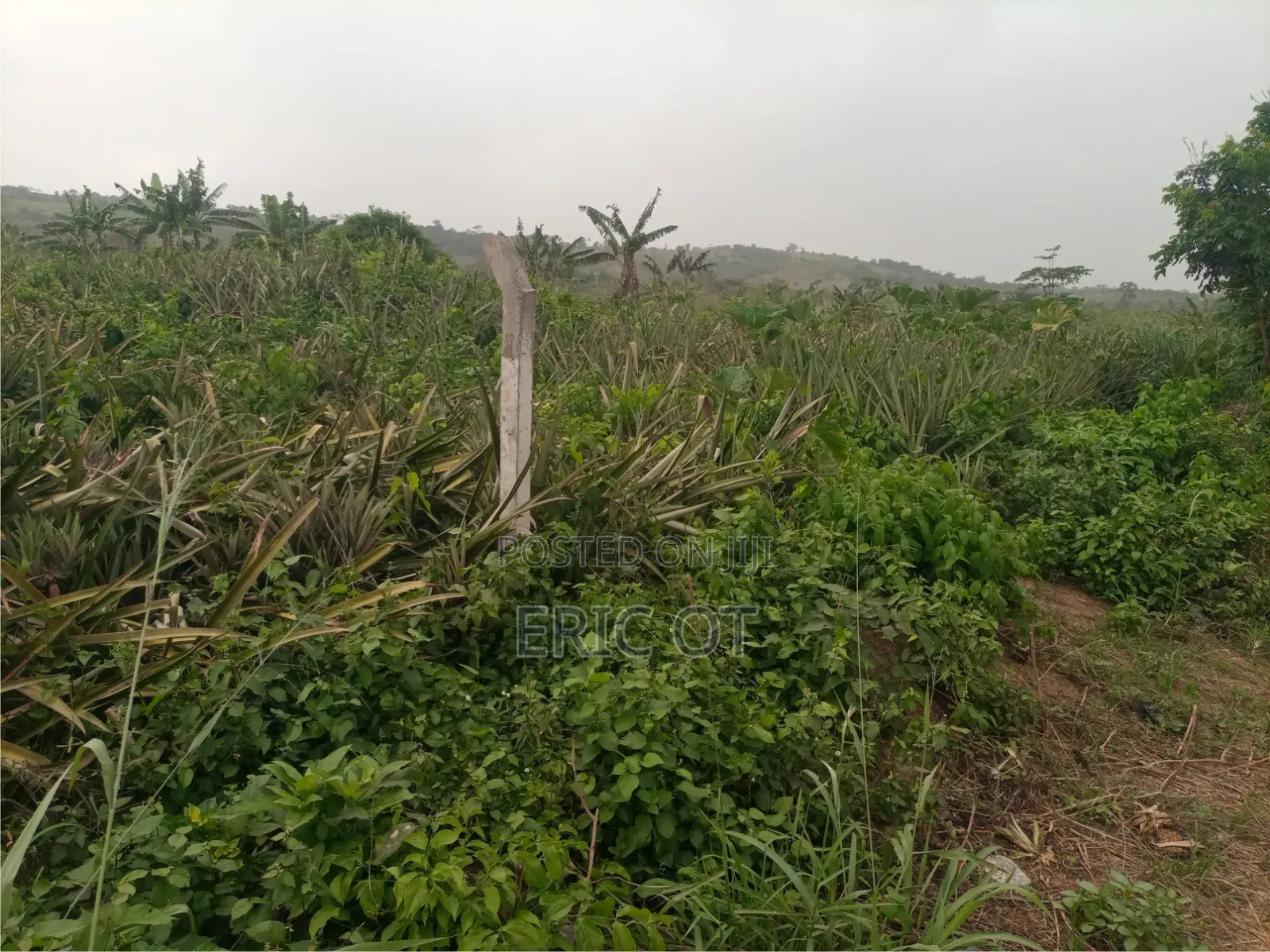 Farm Land for Sale - Fully Registered Ted