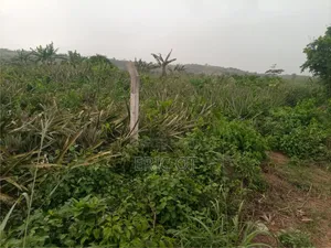Farm Land for Sale - Fully Registered Ted