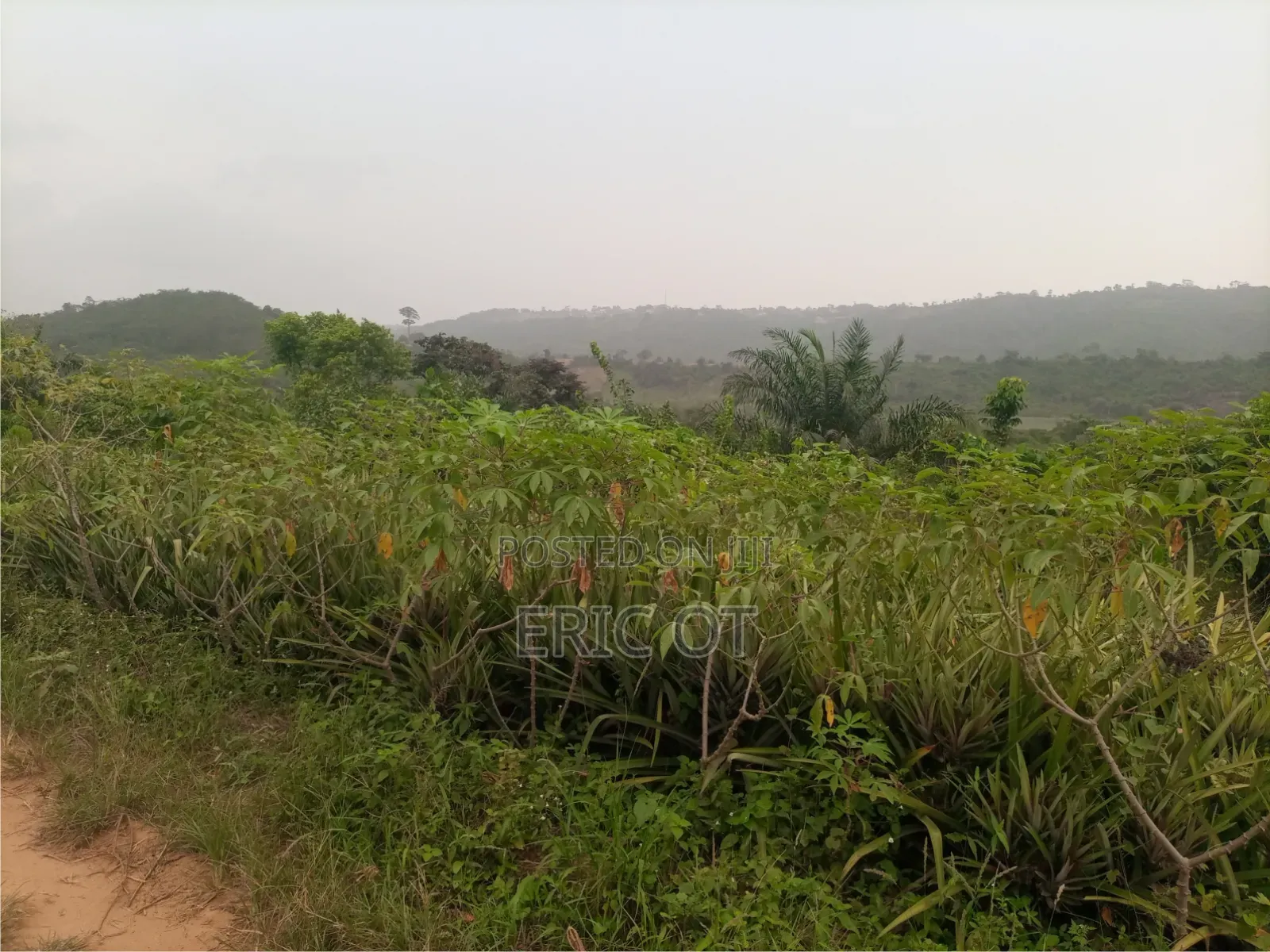 Farm Land for Sale - Fully Registered Ted