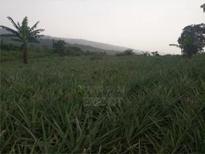 Farm Land for Sale - Fully Registered Ted