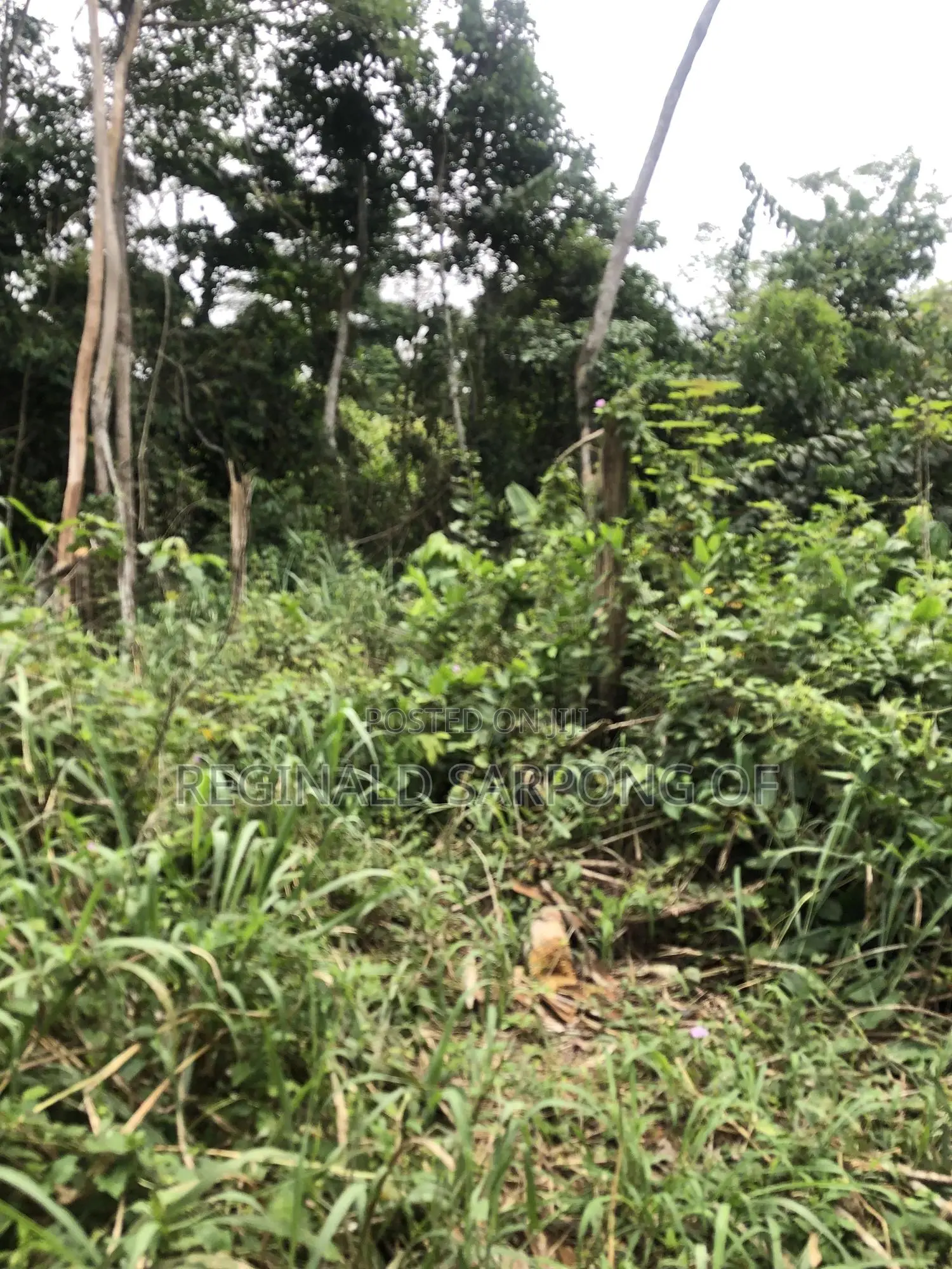 104 Acre Develop Farm at Kumawu, Ashanti Region