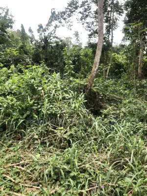 104 Acre Develop Farm at Kumawu, Ashanti Region