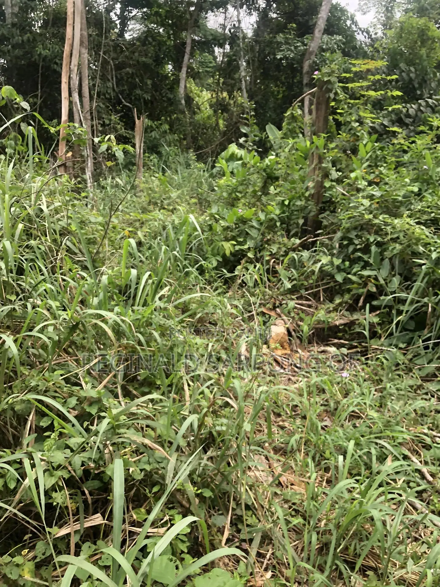 104 Acre Develop Farm at Kumawu, Ashanti Region