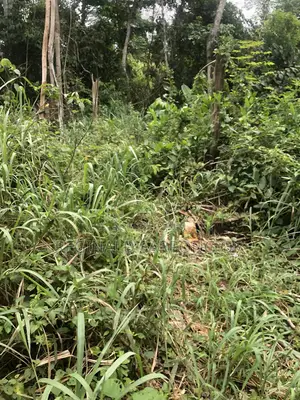 104 Acre Develop Farm at Kumawu, Ashanti Region