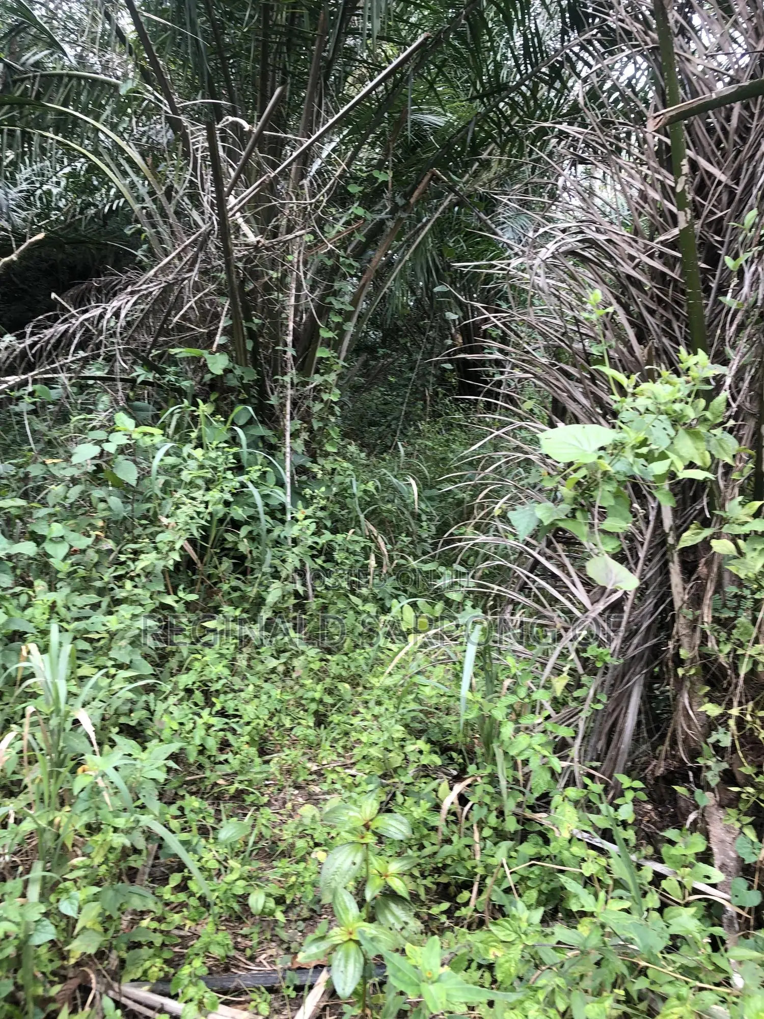 104 Acre Develop Farm at Kumawu, Ashanti Region