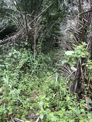 104 Acre Develop Farm at Kumawu, Ashanti Region