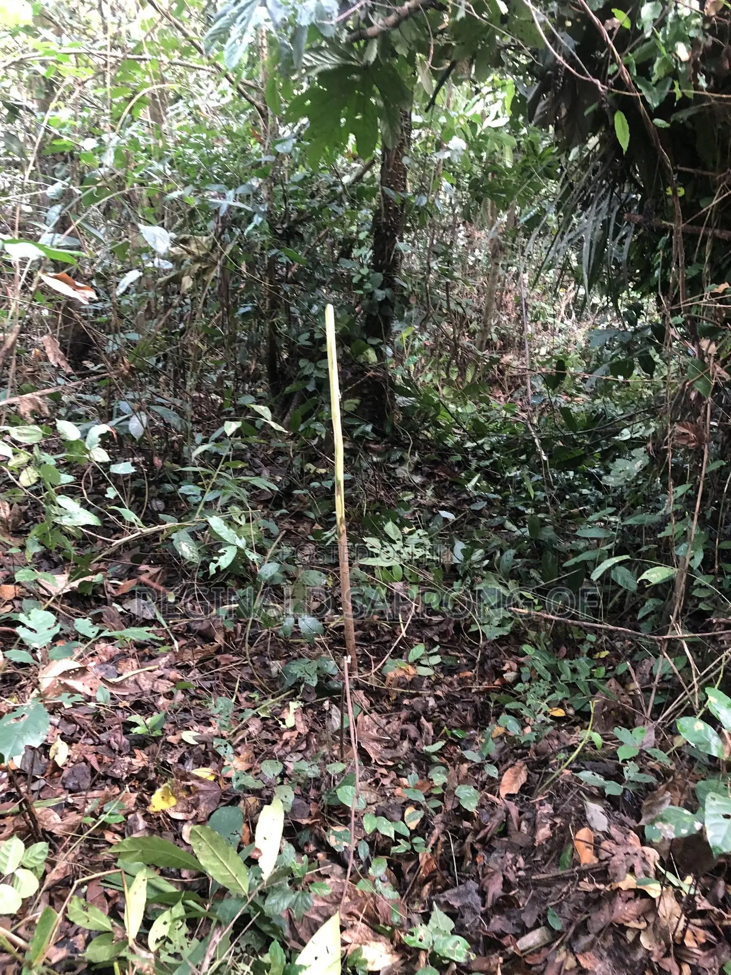 104 Acre Develop Farm at Kumawu, Ashanti Region