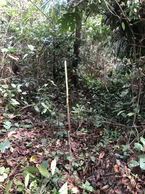 104 Acre Develop Farm at Kumawu, Ashanti Region