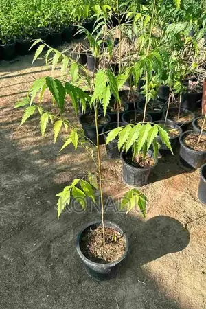 Neem Tree Seedlings, Juvenile Palm Trees, Aloevera