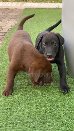 1-3 months Female Purebred Labrador Retriever