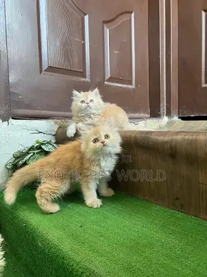 1-3 months Male Purebred Persian