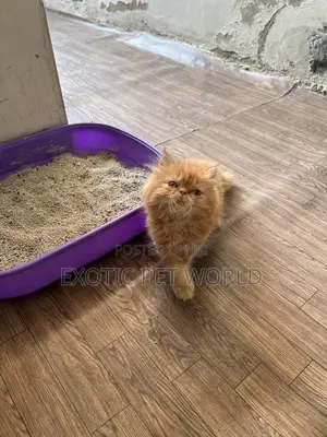 1-3 months Female Purebred Persian