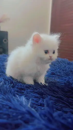 1-3 months Female Purebred Persian