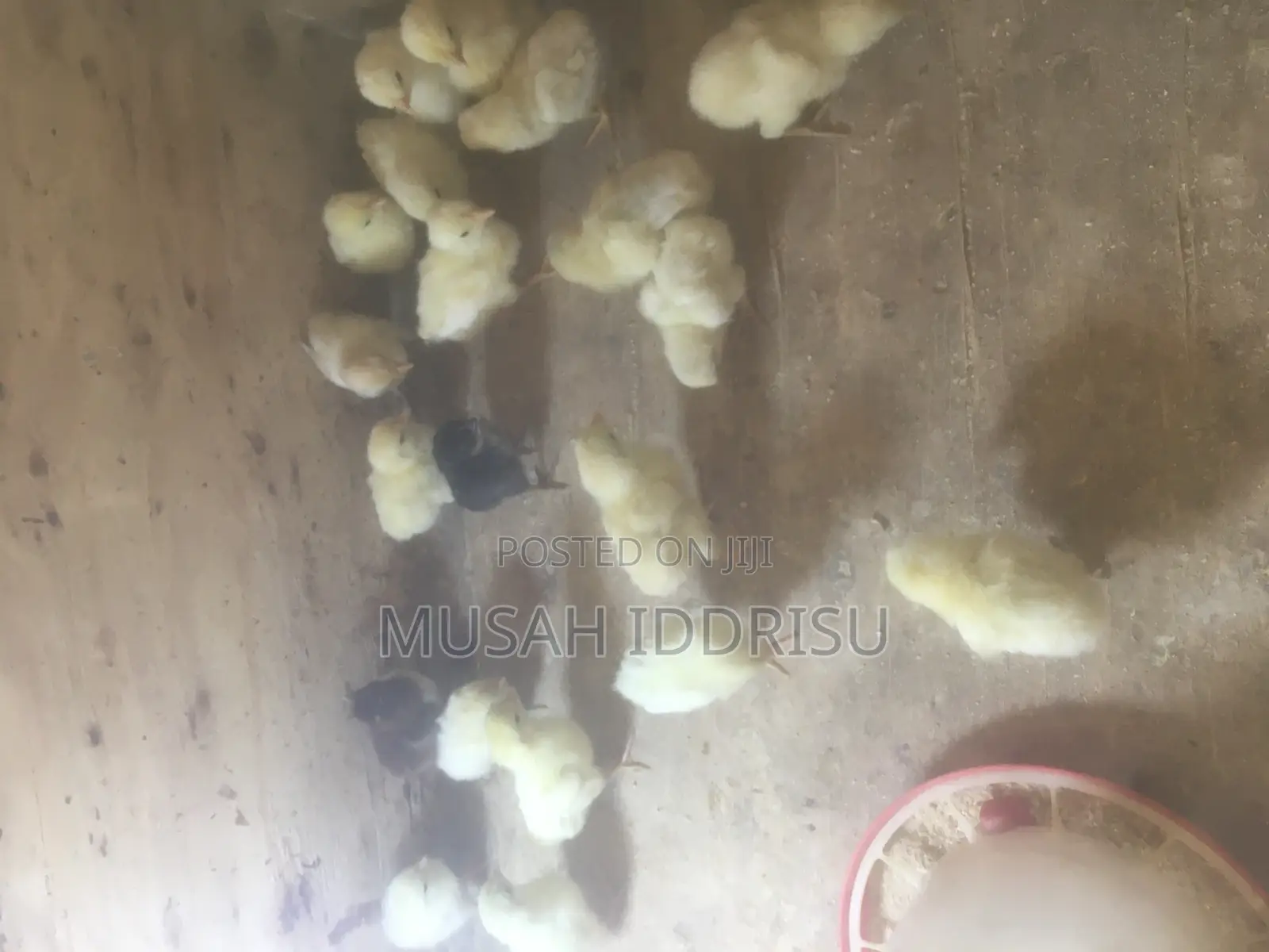 Local Chicks for Sale