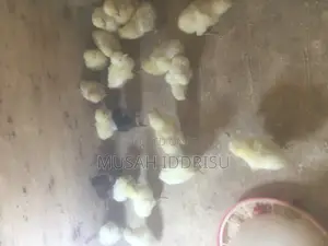 Local Chicks for Sale