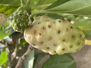 Noni Fruits and Seedlings