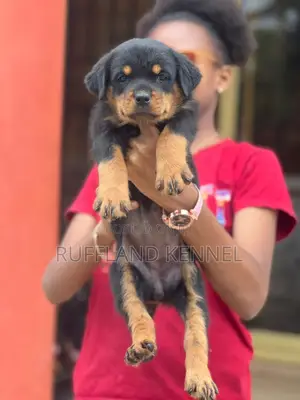 1-3 months Female Purebred Rottweiler