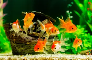 Fantail Gold Fish