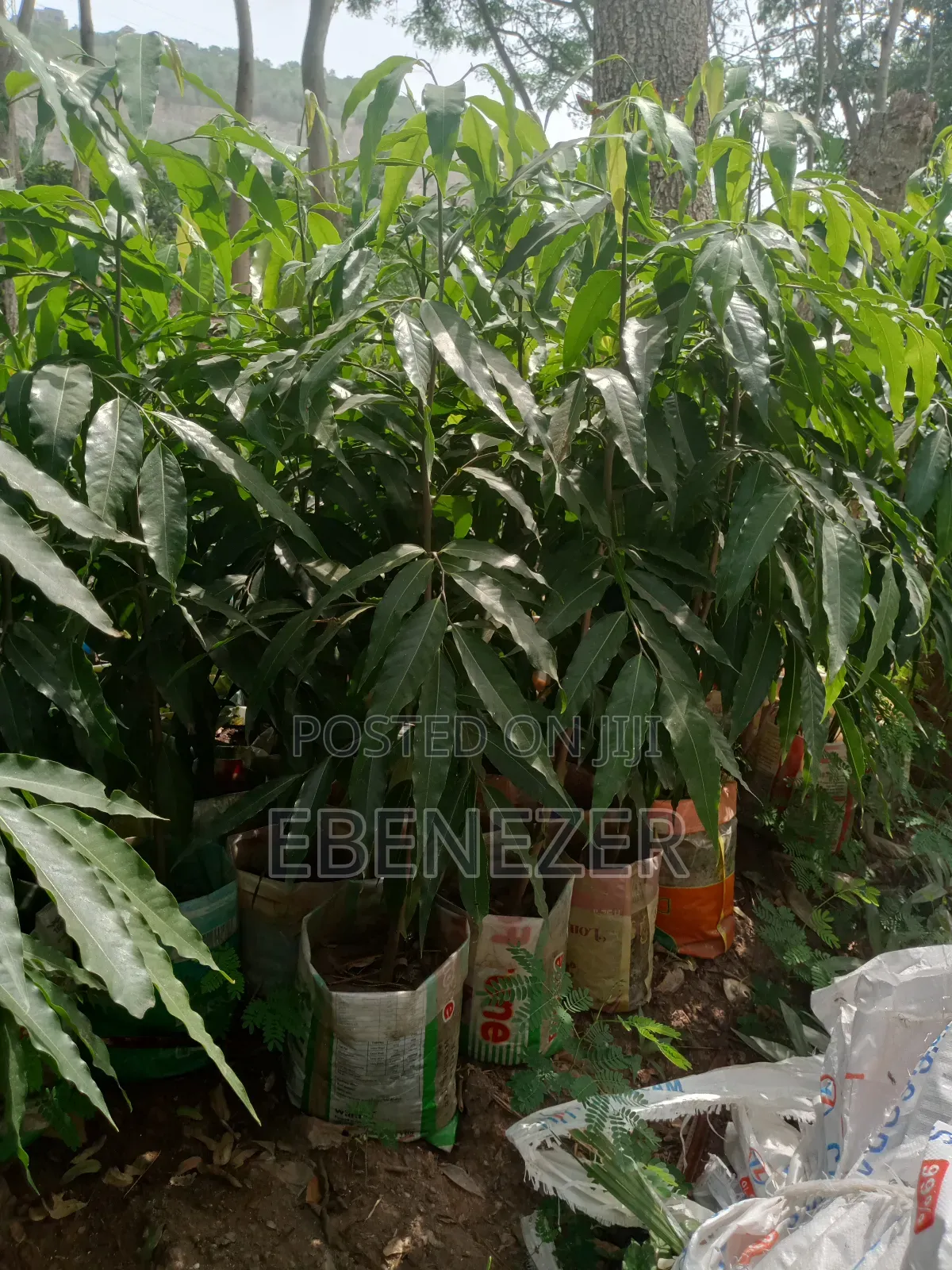 Indian Tree