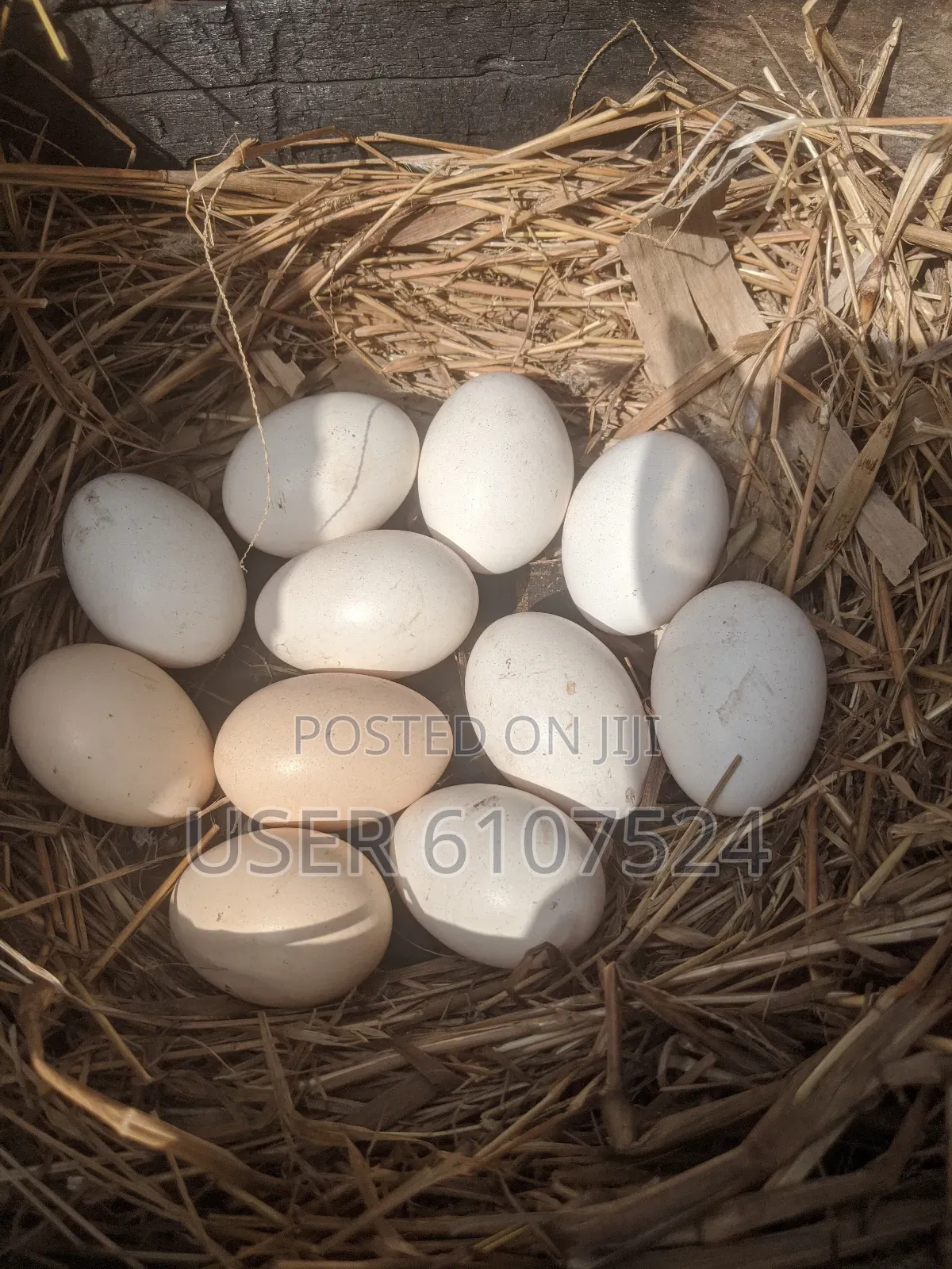 Local Chicken Eggs For Sale