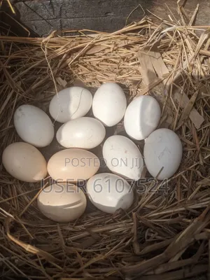 Local Chicken Eggs For Sale