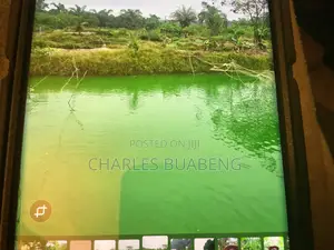 Commercial Fish Pond