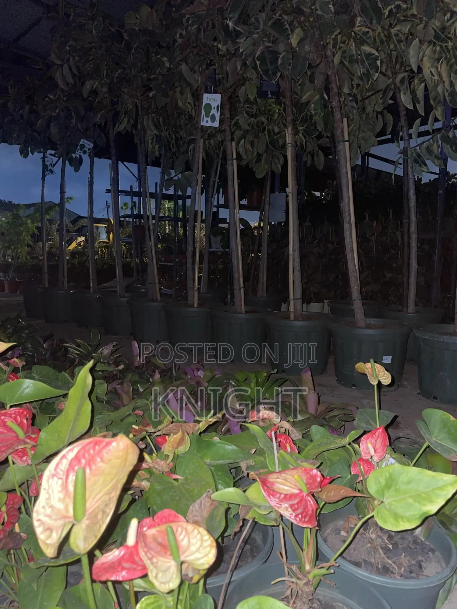 Syngonium Pink Flower Plant