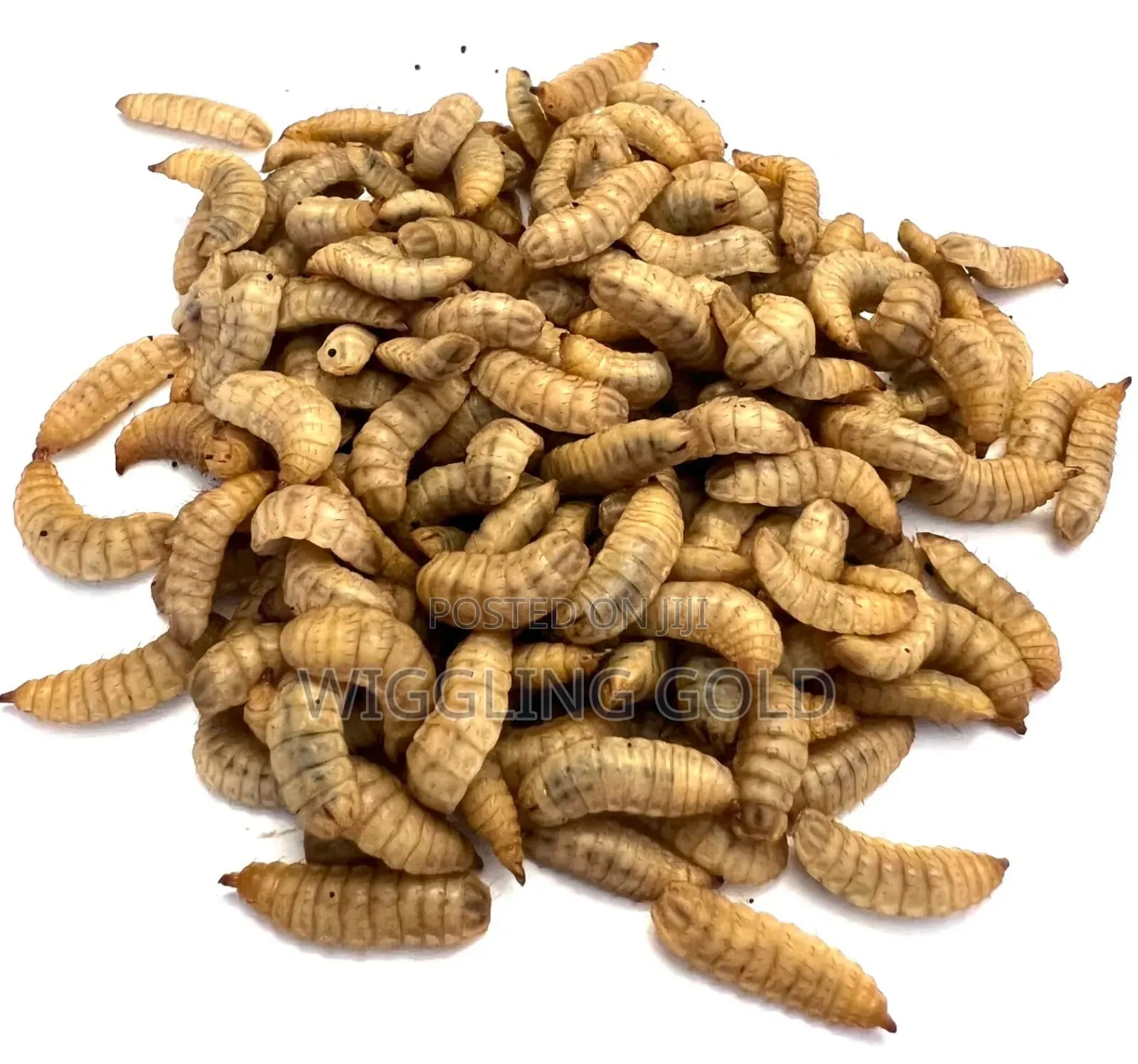 Black Soldier Fly (Bsf) Production Training