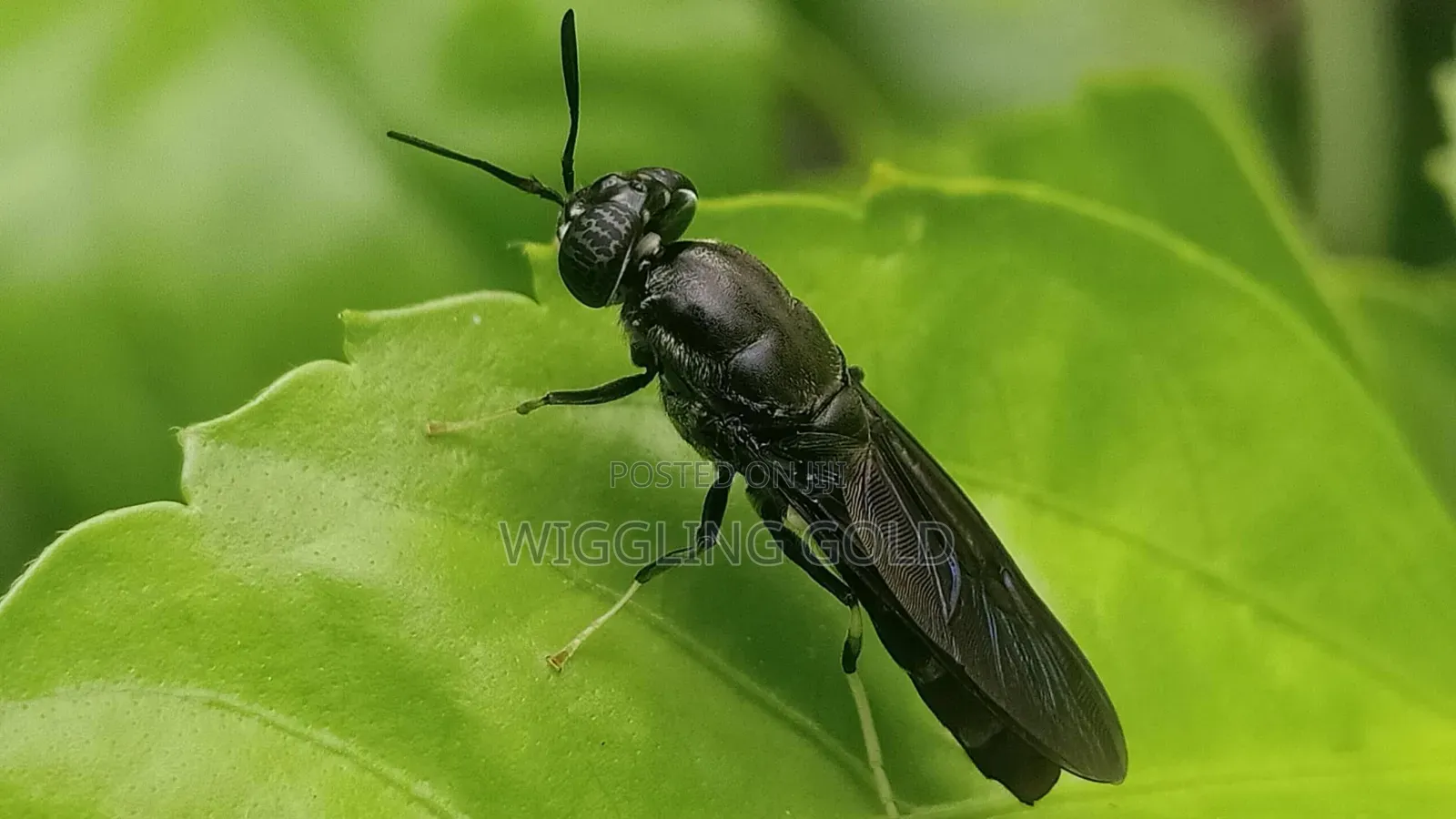 Black Soldier Fly (Bsf) Production Training
