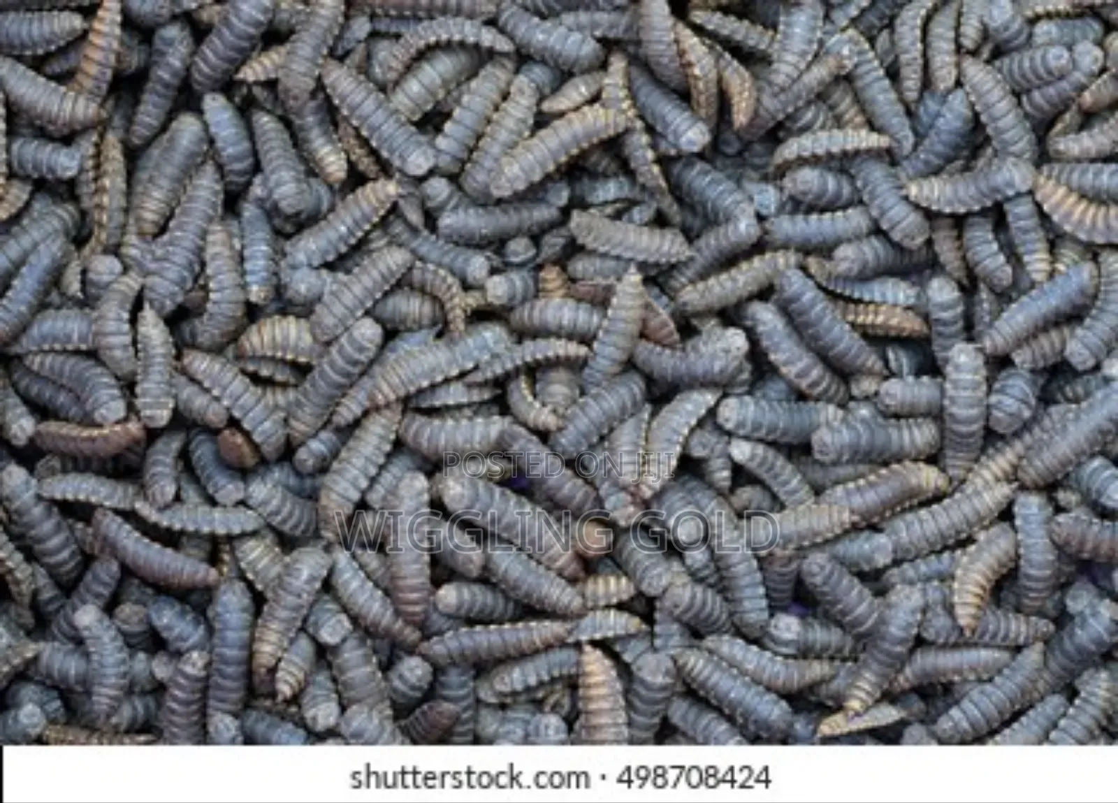 Black Soldier Fly (Bsf) Production Training