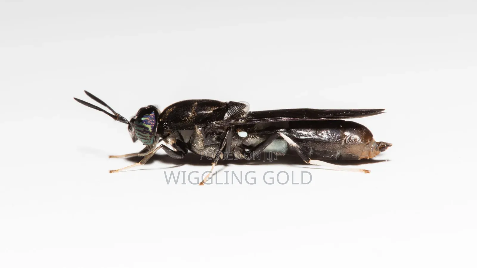 Black Soldier Fly (Bsf) Production Training