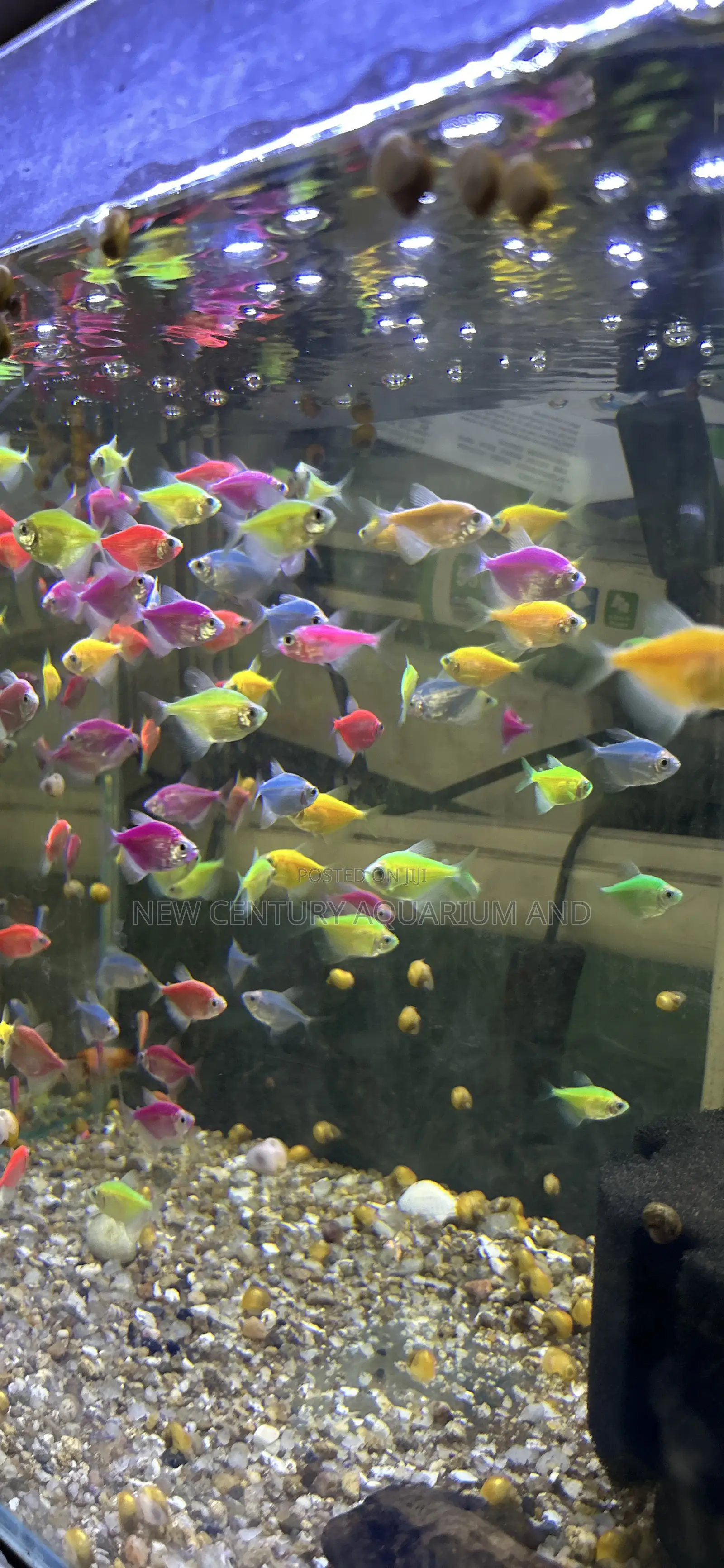 Glow Tetra Fish
