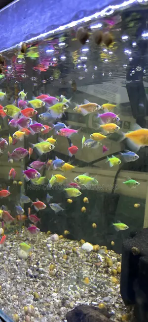 Glow Tetra Fish