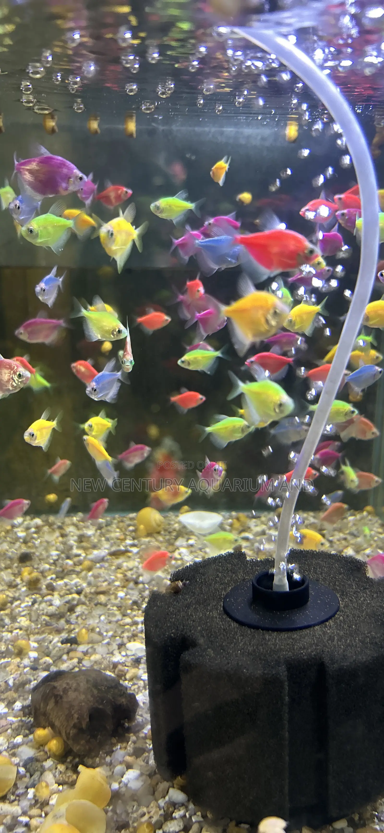 Glow Tetra Fish