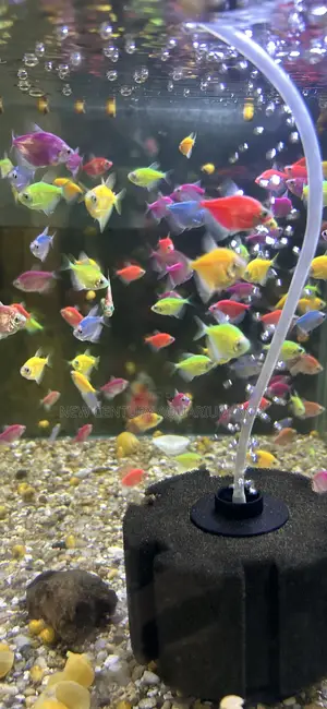 Glow Tetra Fish