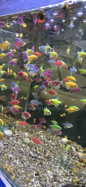 Glow Tetra Fish