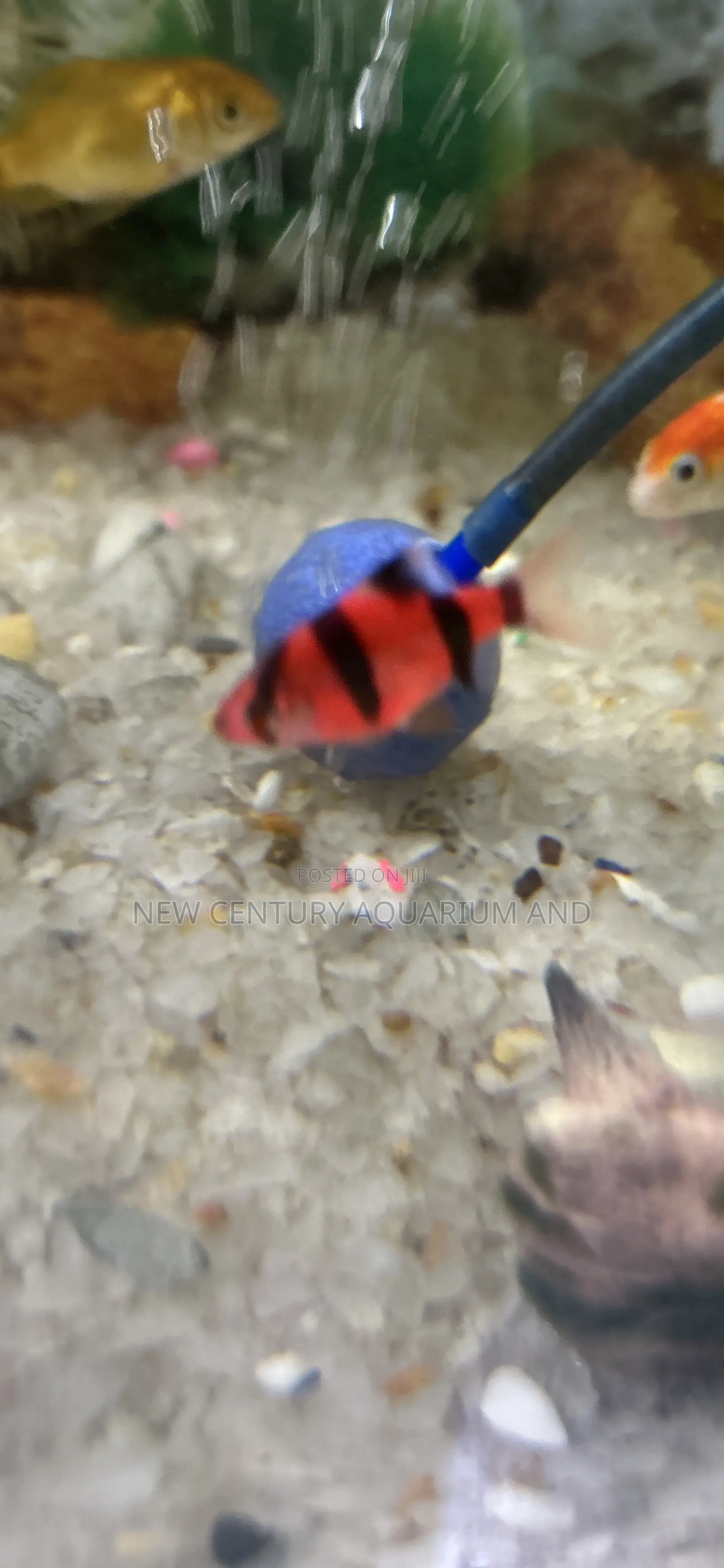Tiger Barb.