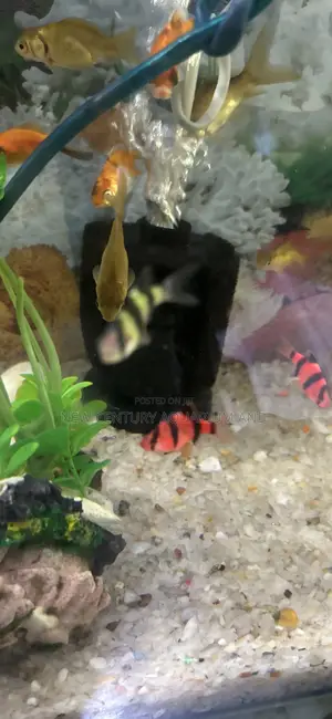 Tiger Barb.