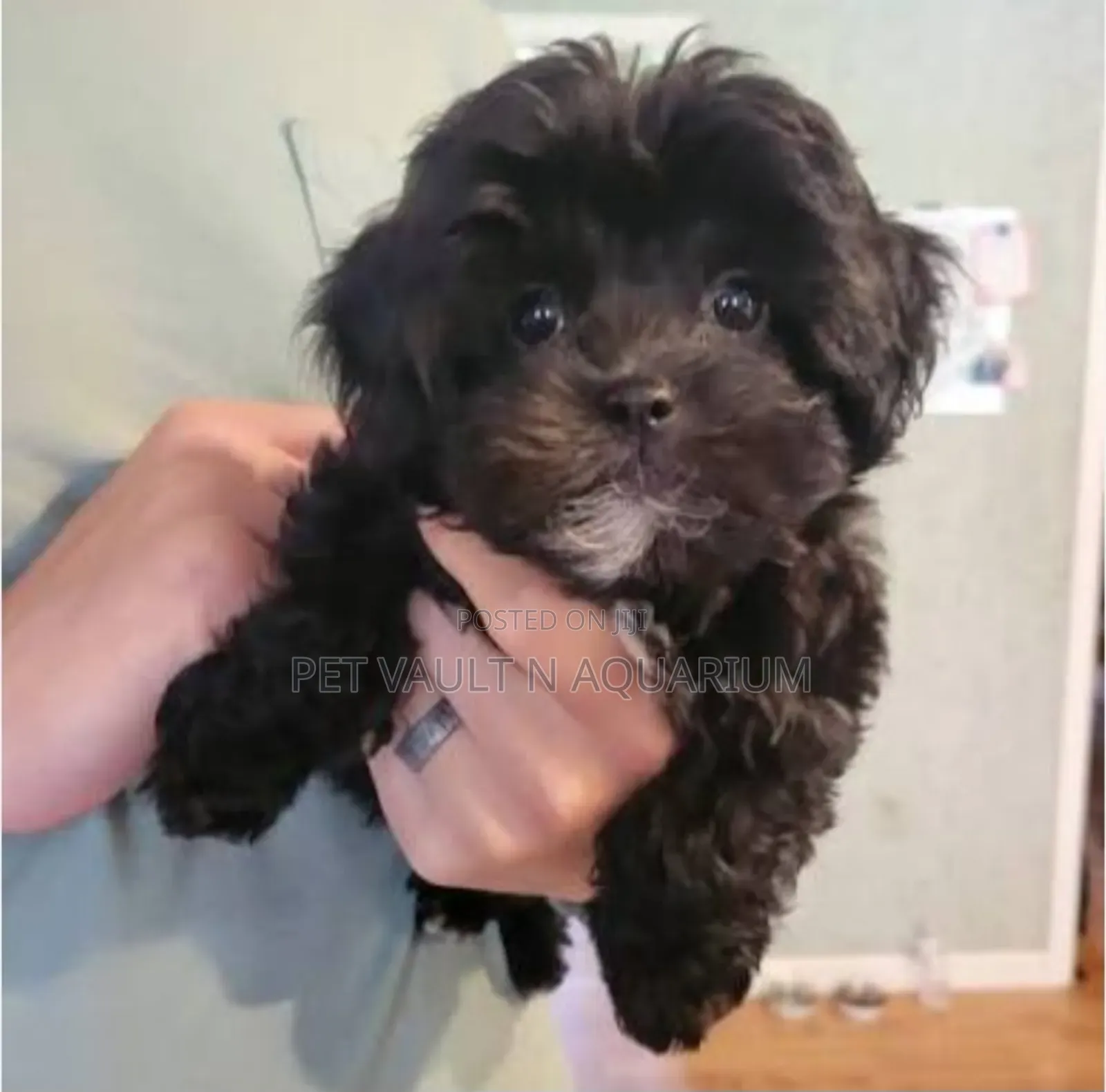 1-3 months Female Purebred Maltipoo
