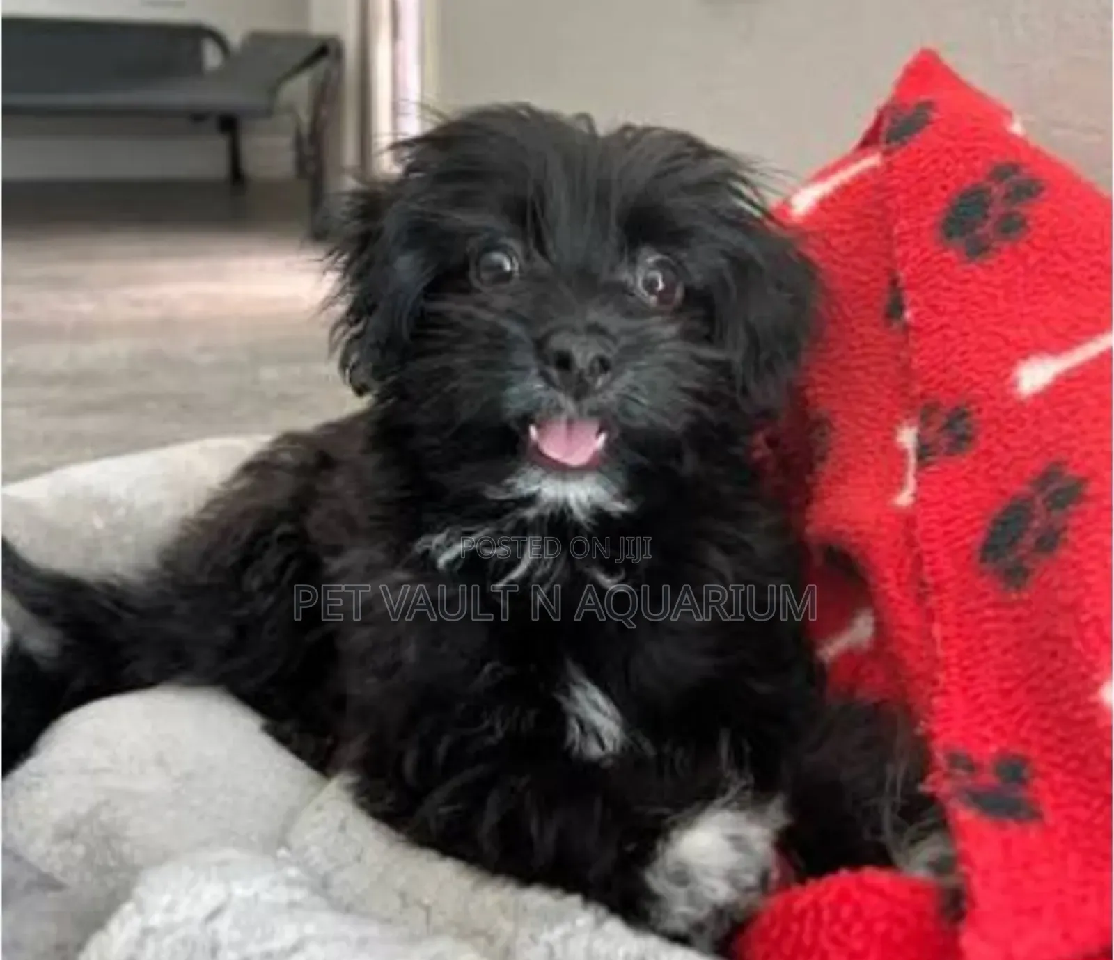 1-3 months Female Purebred Maltipoo