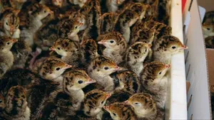 Day Old Turkey Poults (Bbb)