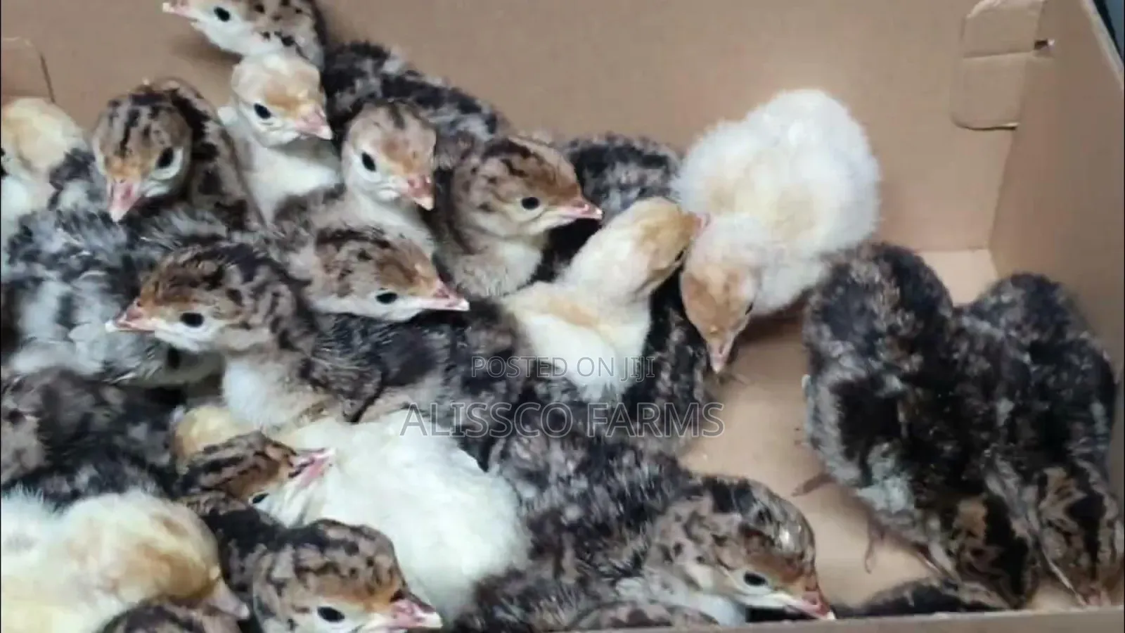 Day Old Turkey Poults (Bbb)
