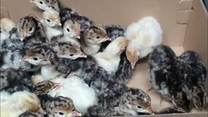 Day Old Turkey Poults (Bbb)