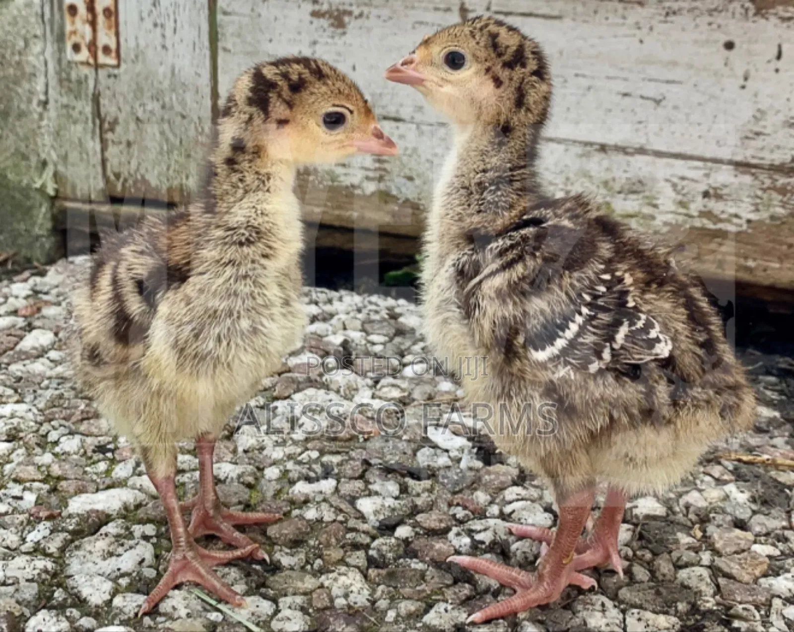 Day Old Turkey Poults (Bbb)