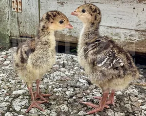 Day Old Turkey Poults (Bbb)