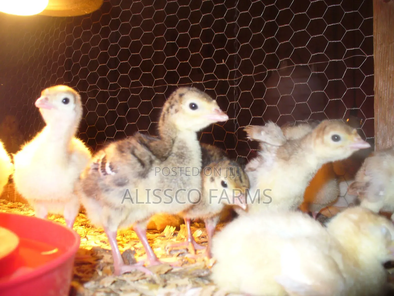 Day Old Turkey Poults (Bbb)