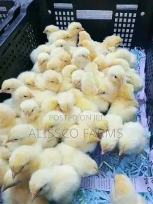 Day Old Broiler
