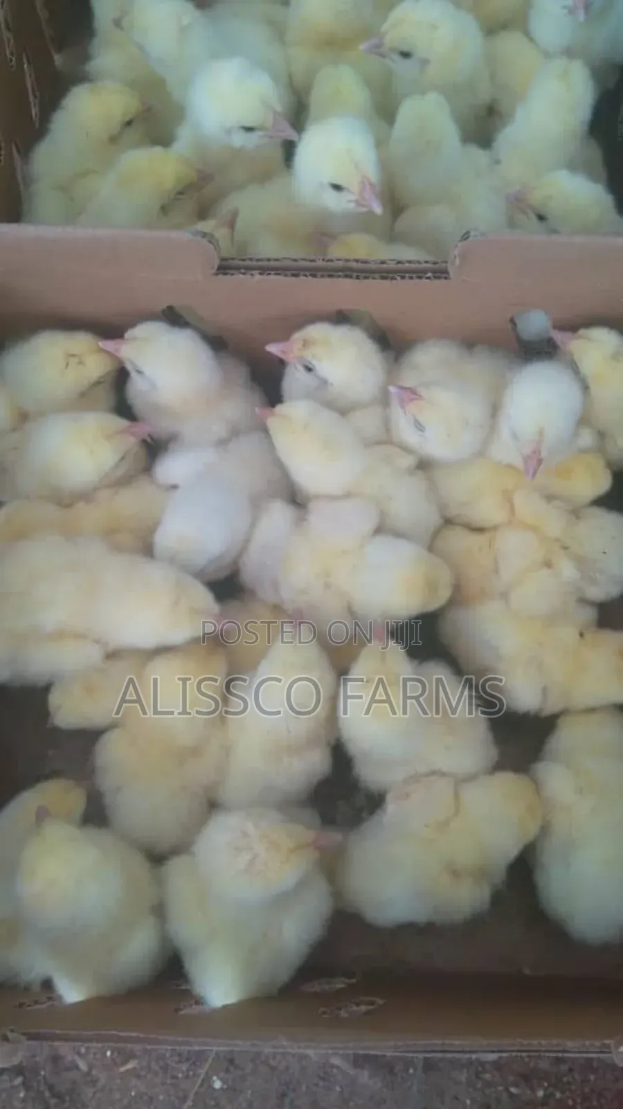 Day Old Broiler