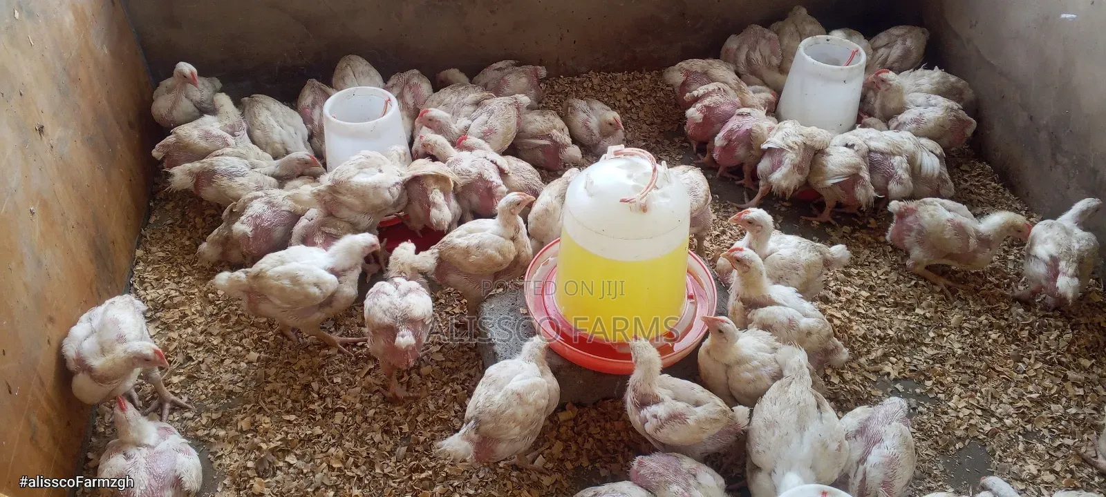 Day Old Broiler